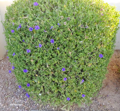 flowering hedge, Phoenix