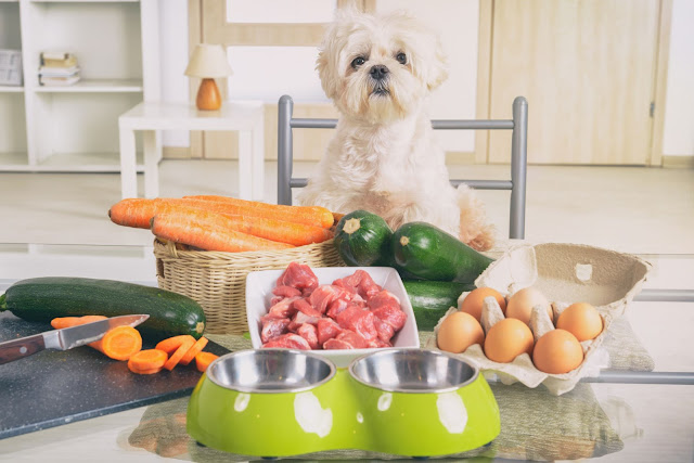 Feeding Your Pet Right |  Nutrition Tips for a Healthy Pet