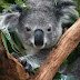 Koalas: Australian government lists marsupial as endangered