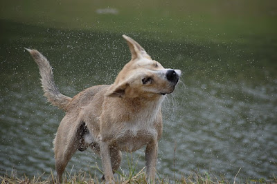 Heartworm Disease Continues to be Major Concern in Kansas City