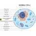 Plant Cell Diagram I Animal Cell Diagram 