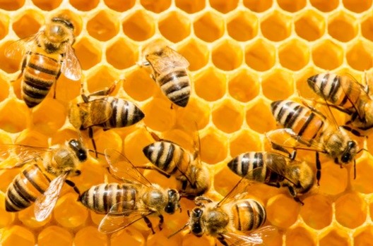 bee honeycomb image