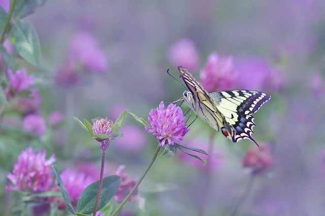 প্রজাপতির ছবি