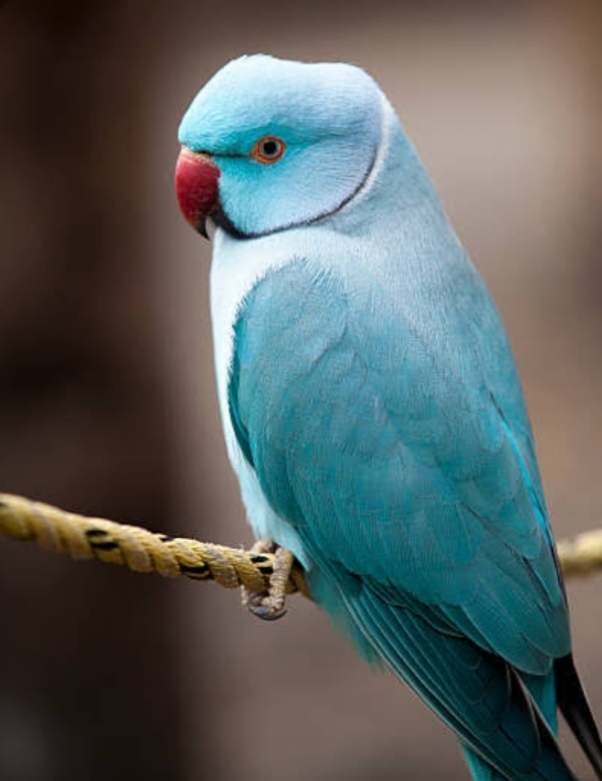 Talkative Parrot 