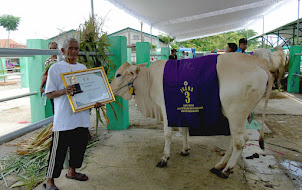 Juaran 3 Kategori  Calon Indukan sapi PO
