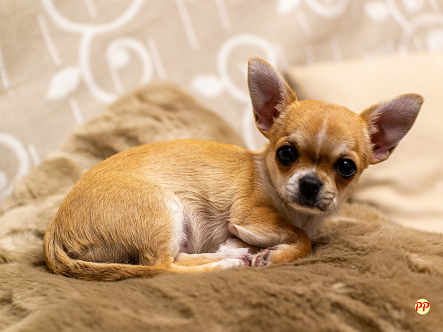 Update Harga Anjing Chihuahua (Puppy & Dewasa) serta Cara Merawatnya