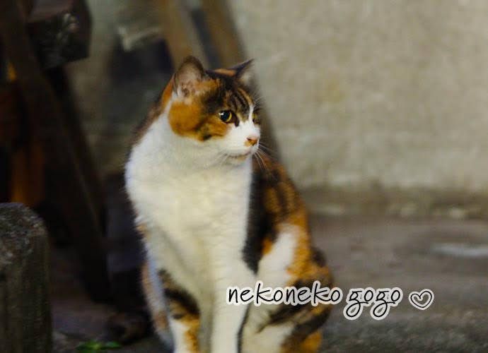 ねこ散歩で会ったミケ猫さん