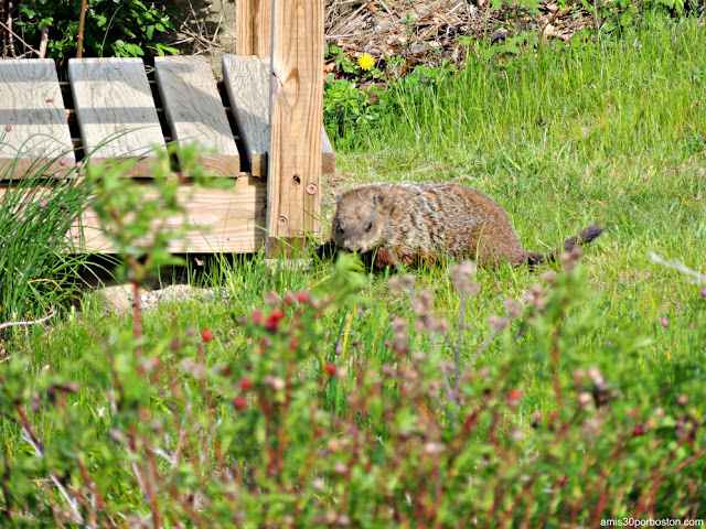 Marmota en New Hampshire