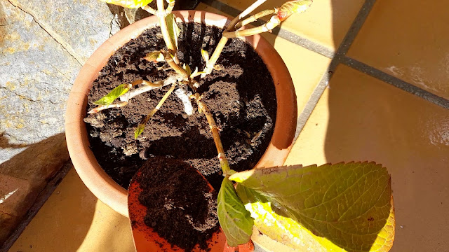 Cuaderno de campo de una Jardinera día nº 3: "Hortensias: abonado y poda".