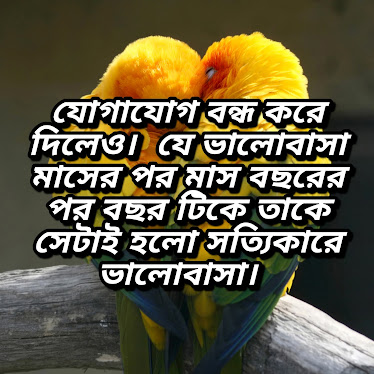 ভালোবাসার পিকচার ও ছন্দ আর কিছু কথা