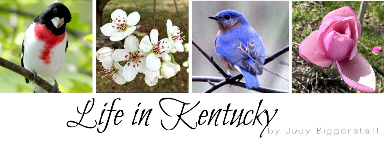 JBigg: Life in Kentucky