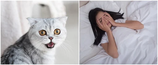 Tujuh Arti Mimpi Digigit Kucing Yang Perlu Diketahui, Bikin Penasaran