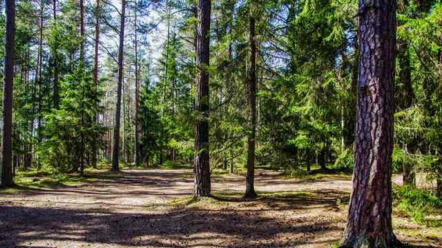 11 Surprising Ways Tree Farming Business idea