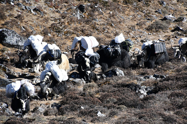 sherpa_carregador_everest_trekking