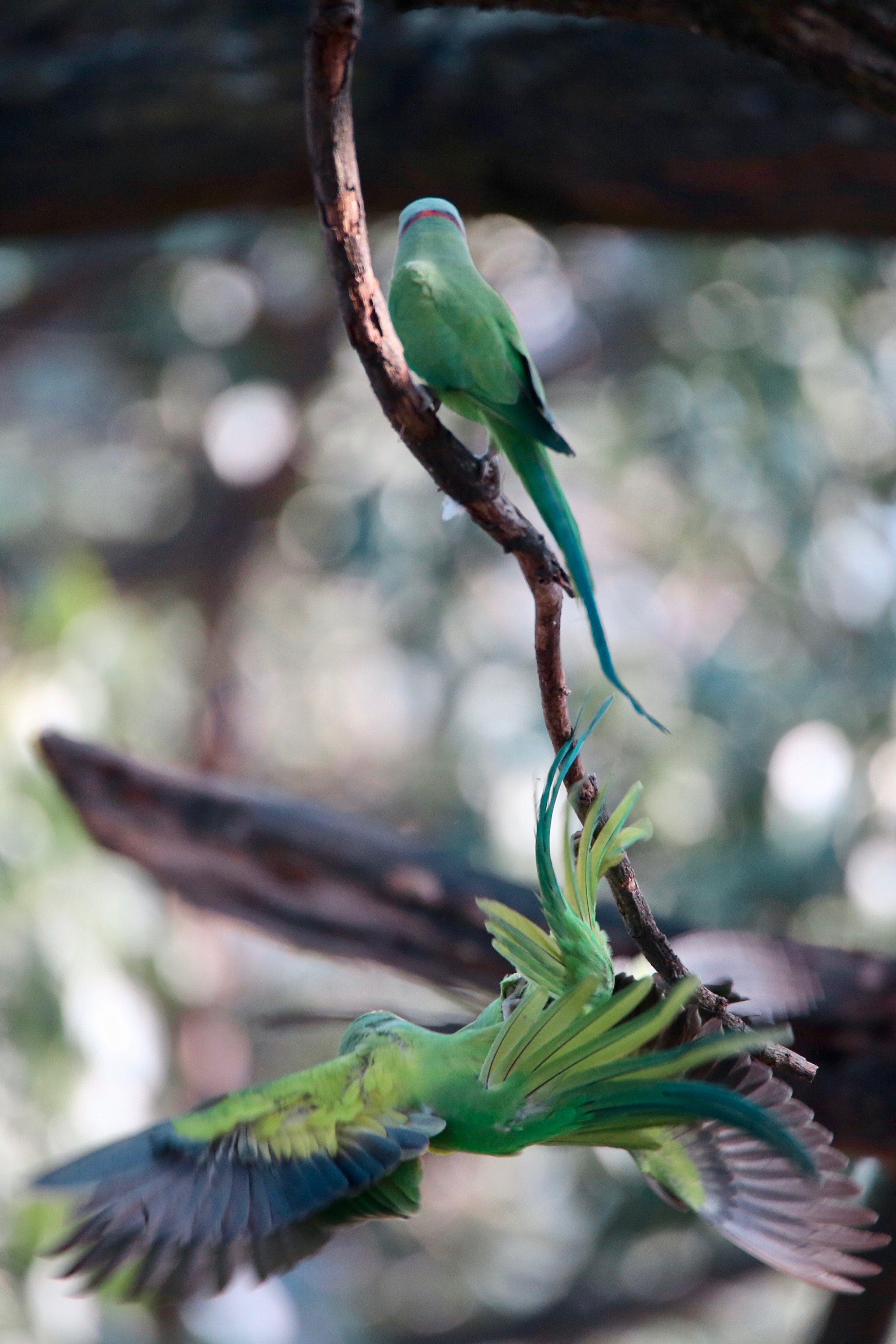 Rose-ringed parakeet birds of India free large high resolution images