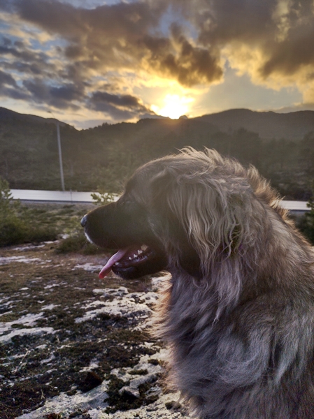 leonberger