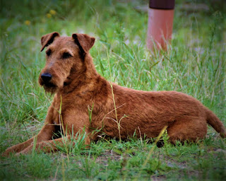 Irish Terrier History /Profile Irish Terrier The Irish Terrier dog breed is probably one of the oldest terrier breeds in the world. For many hundreds of years, these dogs lived side by side with people, being a universal companion and assistant in various human endeavors. The ancestors involved in the formation of the breed may have been the black-and-tan terrier (now considered extinct) and a slightly larger terrier with a color of the wheat shade.  Despite the long history of its existence, the Irish Terrier was introduced as an independent breed only in 1875, at the dog show in Glasgow (Scotland), where it was recognized by Scottish and British dog breeders. The main progenitors, from which many modern lines trace their ancestry, are two dogs - Erin and Kilney Boy.  In 1880, these dogs became the fourth most popular breed in the UK, and 9 years later, at the peak of their popularity, they got into a major scandal that affected many other breeds in the country. Here's how it happened. The English Kennel Club issued requirements that all members of the Irish Terrier breed have clipped ears. Moreover, what most outraged breeders and dog owners were the refusal to accept for official registration those individuals who did not have time to register with their ears cut to a certain number. Public outrage reached such proportions that ear cupping was eventually banned first for Irish Terriers and then for other breeds.  Interestingly, unlike many other breeds traditionally developing in England or Europe, the Irish Terrier was recognized in America at almost the same time as England, namely in 1881. This suggests that the English colonists greatly appreciated these dogs, and took them with them, going to new places.  Irish Terriers distinguished themselves during the First World War, delivering messages and first aid, as well as helping to find the wounded. Many soldiers in their diaries and interviews for newspapers noted the fearlessness and intelligence of these animals.  Characteristics of the Irish Terrier breed popularity                                                           02/10  training                                                                05/10  size                                                                        05/10  mind                                                                     05/10  protection                                                          10/10  Relationships with children                         09/10  Dexterity                                                             07/10  Molting                                                                01/10     Irish Terrier Breed Information  Country  Ireland  Lifetime  13-15 years  Height  Males: 46-48 cm Females: 46-48 cm  Weight  Males: 12-23 kg Females: 12-23 kg  Length of coat  average  Color  red, wheat  Irish Terrier Price  400 - 900 $   Description The Irish Terrier is a strong, agile, slender dog of medium size, with a long neck and an athletic physique. Limbs of medium length, ears hanging, muzzle "with a goatee". The coat is tough and red. The color can be red and wheat.   Personality The Irish Terrier breed has a cheerful, open, and friendly character. Moreover, this manifests itself not only in the family circle, but also in relation even to strangers, to your friends who came to your house and whom the dog sees first, to children, and in general - simply in relation to the world around you.  Kindness, responsiveness, and playfulness, we can say, are the main distinguishing aspects of the personality of these dogs. However, do not think that this is a useless do-gooder who can only please others with his funny behavior, and is not suitable for any work. This is absolutely not the case.  If you live in the private sector, the dog will be an excellent watchdog for you, and you will definitely learn about the approach of danger or just strangers. Also, all small rodents, like rats or moles, will be mercilessly exterminated, in such things the Irish terrier knows a lot. It's in his blood.  On the one hand, their playful and good-natured nature is good, but on the other hand, a lack of education and training can create certain problems for the owner. At least because the dog can simply run away from you during a walk to explore the surrounding and such an interesting world. Moreover, this breed does not think at all about the consequences, as if in their minds there are absolutely no concepts regarding causal relationships.  Of course, it would be strange to expect a dog to have a deep knowledge of the law of karma, but many breeds are aware that there are consequences from actions. But the Irish Terrier is not. And this needs to be taught to him, sometimes, for quite a long time.  Other dogs in this breed may not be perceived very positively, and here education will help. The Irish Terrier needs physical exertion, long walks, activity, games, otherwise, its high level of energy will not find an outlet, and its character can become destructive, which will directly affect the condition of your furniture, shoes, and door jambs.  Children are treated well, in this regard, problems arise extremely rarely. Usually, the dog is equally friendly with all family members and equally perceives them as owners, without singling out someone specifically as the main one.   Teaching The Irish terrier dog breed needs education and the formation of behavior since their character can often simply ignore the desires of the owner. Especially if the desires of the owner go against the wishes of the dog itself.  It requires consistent, kind but firm guidance, but putting a dog on a chain, treating it rudely is highly not recommended. From this, the character will become timid, cowardly, and indecisive, although initially, the breed is not prone to such qualities.  In the process of training, try to build the learning process in such a way that it takes place in the active phase since boring and inactive training for the dog will quickly become uninteresting.   Care The Irish Terrier breed has a hard coat, which must be combed once a week. The dog is also bathed once a week or more often, as needed. The claws are trimmed three times a month, the ears are cleaned three times a week, the eyes are cleaned daily.   Common diseases The Irish Terrier breed is in good health, but here is a list of diseases you may encounter:  hip dysplasia; dysplasia of the elbow joint; hypothyroidism; von Willebrand disease; homeopathy; eye problems.  ·