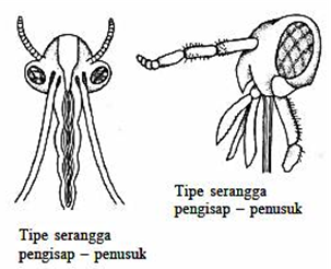 Tipe Mulut Penusuk-Penghisap