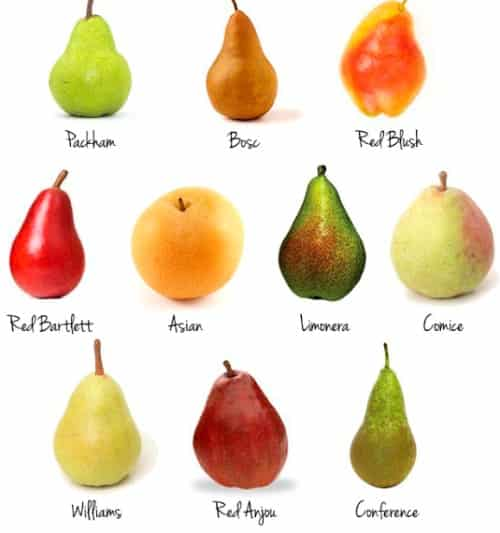 Pears (Nashpati) Health Benefits And Side Effects । नाशपाती के बेशकीमती फायदे और नुकसान