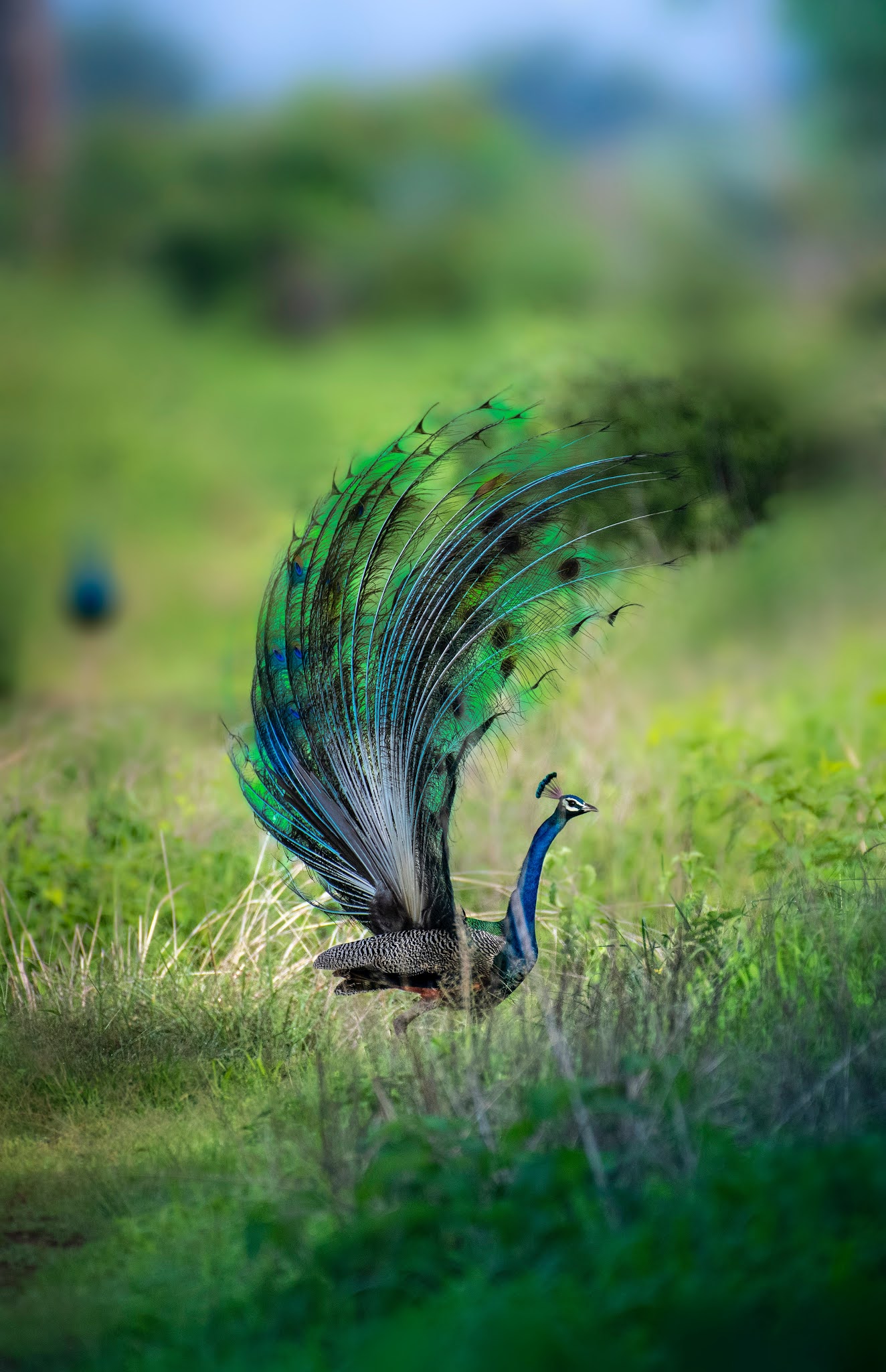 peacock essay in marathi