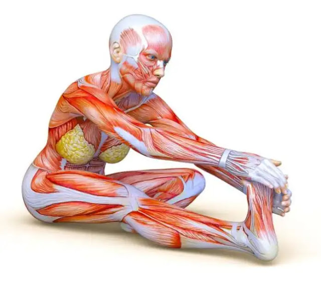 The hurdler’s hamstring stretch
