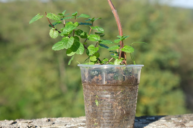 Riprodurre la menta