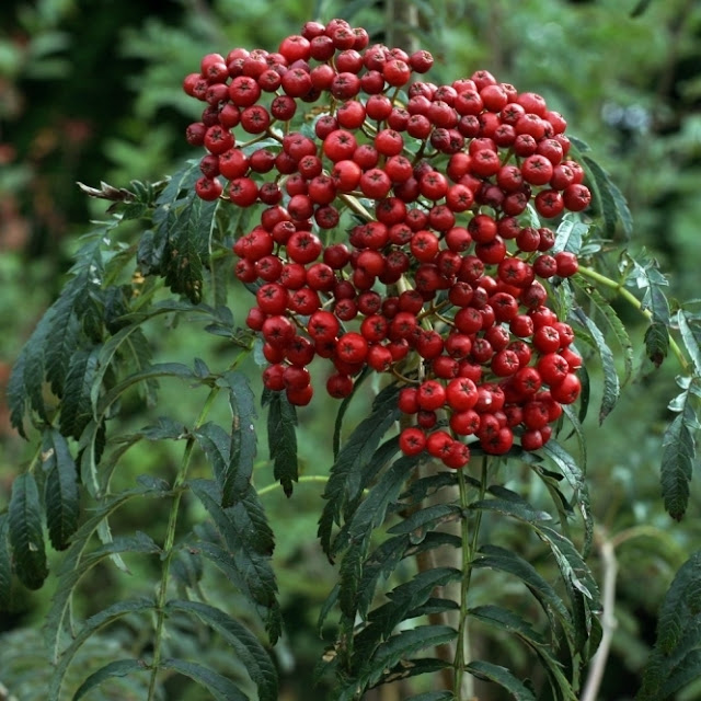 Рябина обыкновенная 'Chinese Lace' (Sorbus 'Chinese Lace')