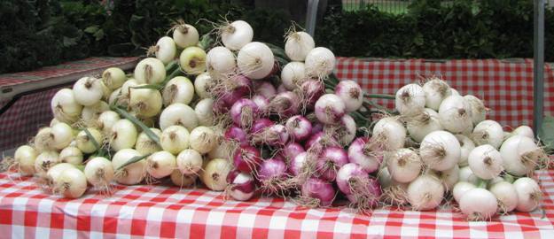 Bunches of yellow, purple, and white onions on a red and white plaid table cloth at the SOAR Farmers Market in Chicago, Illinois