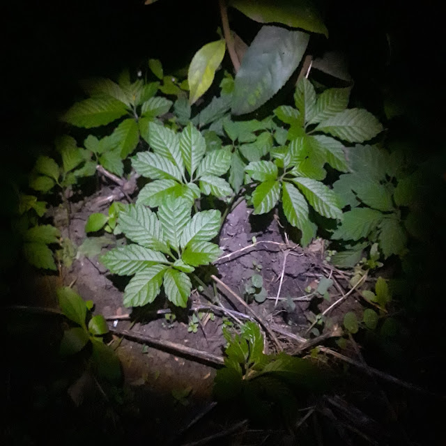 Gynostemma pubescens