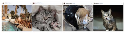 15 sencillos consejos para tener una cuenta de gatos en Instagram