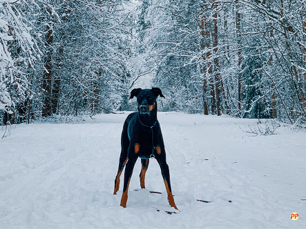 Info Terbaru Harga Anjing Doberman (Anakan & Dewasa) Lisa Blackpink dan Jungkook BTS