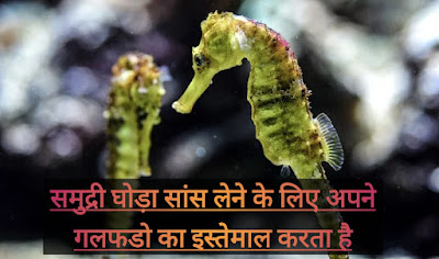 Seahorse Information In Hindi