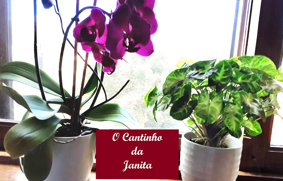    O CANTINHO  DA   JANITA