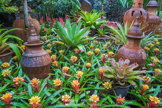รีวิว สถานที่ท่องเที่ยว (EP.5) สวนนงนุชพัทยา (NONGNOOCH TROPICAL GARDEN @PATTAYA) 1 ใน 10 สวนสวยที่สุดในโลก
