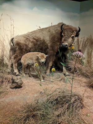 presered bison mother and calf at the Stae Historical Museum of Iowa