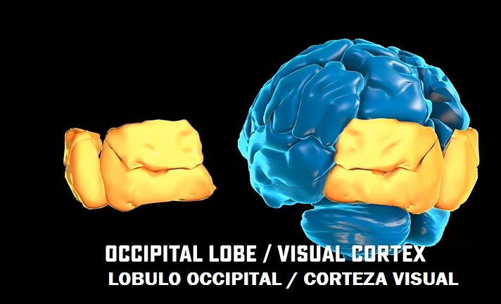 Corteza Visual del Cerebro o Lóbulo Occipital