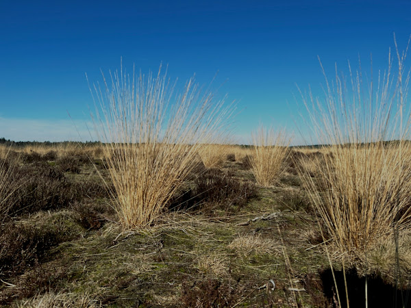 Ginkelse Heide, maart 2022