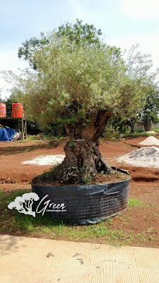 Jual Tanaman Hias Olive Tree (Pohon Zaitun) di Jogja