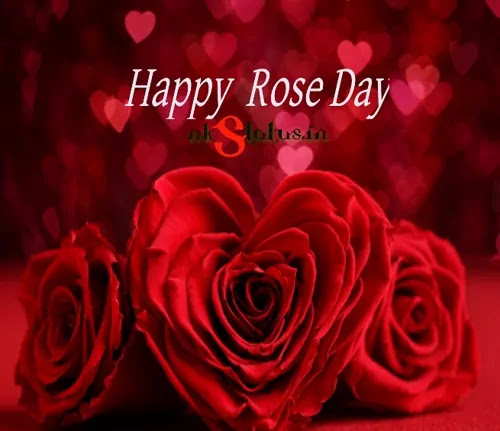 Happy Rose Day Status for Whatsapp and Facebook
