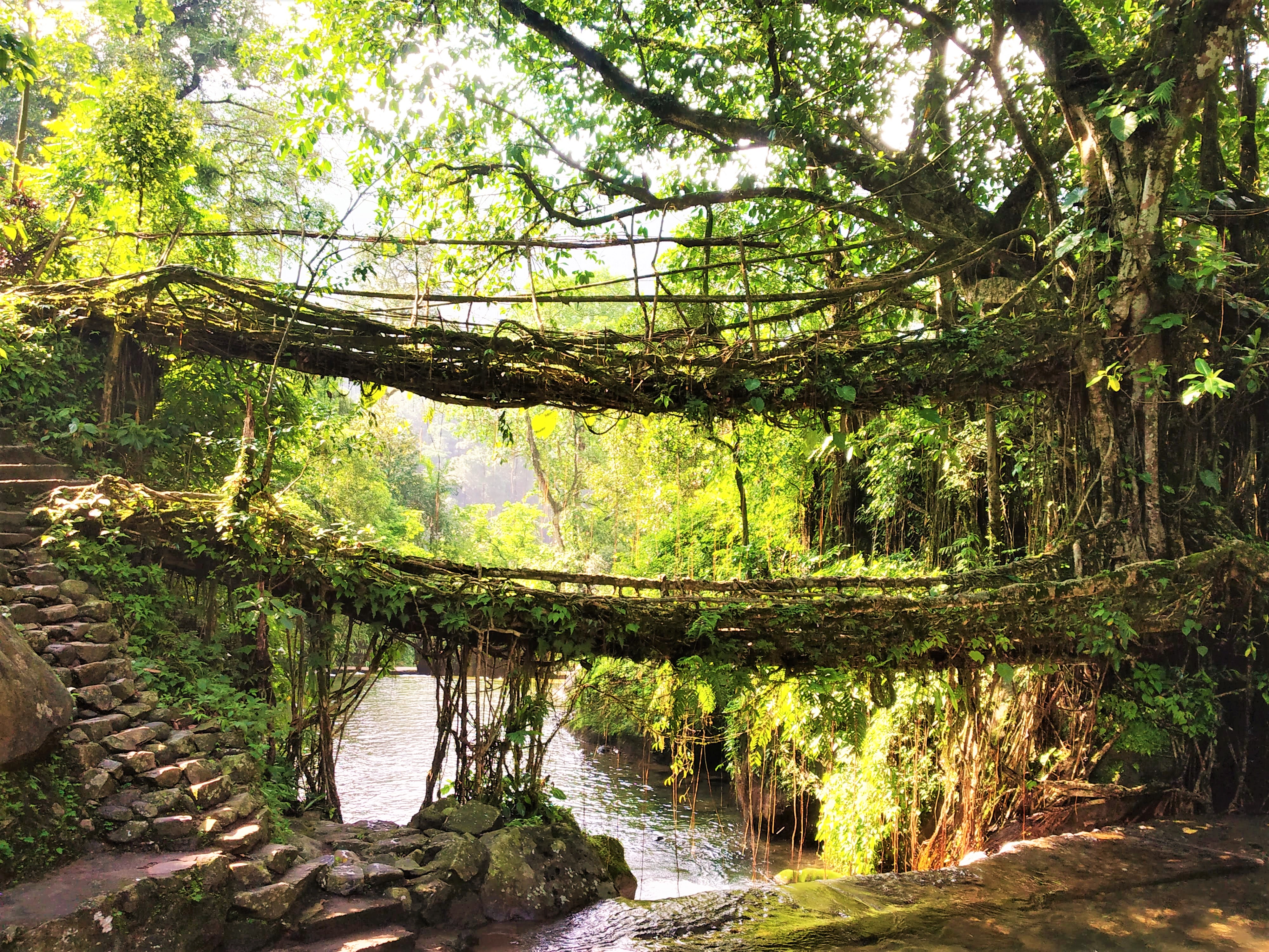 LIVING ROOT BRIDGES, MEGHALAYA