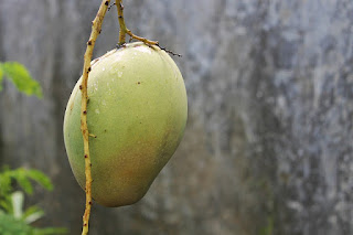 gambar mangga budi raja