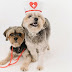 Cuidados Essenciais com a Saúde do Cachorro: Garantindo uma Vida Feliz e Saudável para seu Melhor Amigo
