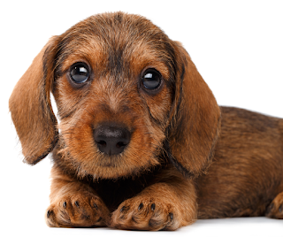 Close up of a tan coloured wire haired Dachshund puppy looking at the camera