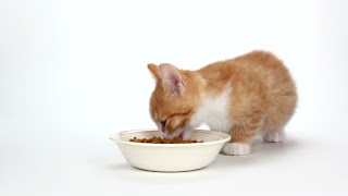 Los gatitos pueden comer comida para gatos adultos