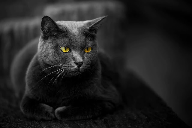 Can cats see in the dark?