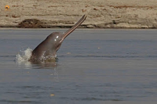 राष्ट्रीय जलीय जीव(National aquatic life) - गंगा नदी की डॉल्फिन