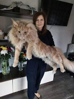 Gatos de gran tamaño
