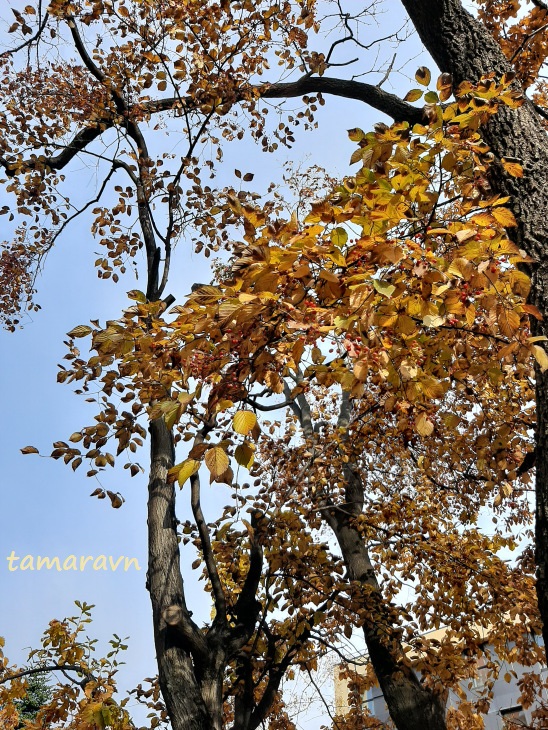 Мелкоплодник ольхолистный / Рябина ольхолистная (Micromeles alnifolia, =Sorbus alnifolia)