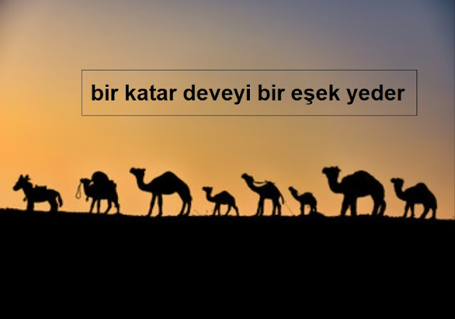 bir katar deveyi bir eşek yeder