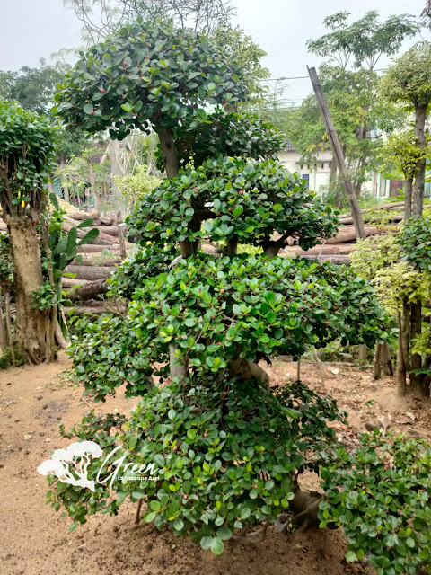 Jual Bonsai Beringin Korea Taman (Pohon Dolar) di Karanganyar Garansi Mati Terjamin